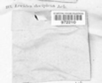 Psora decipiens image